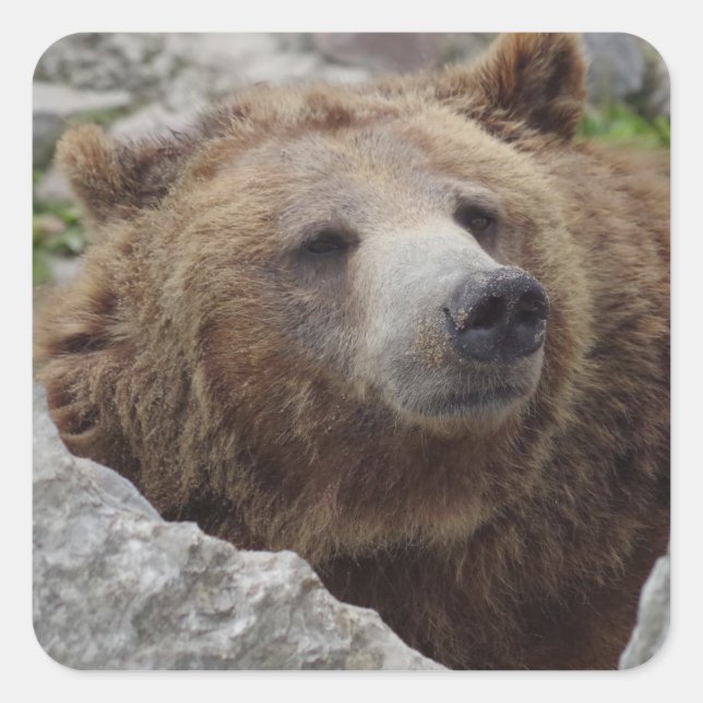 Kodiak Bear Quadratischer Aufkleber (Vorderseite)