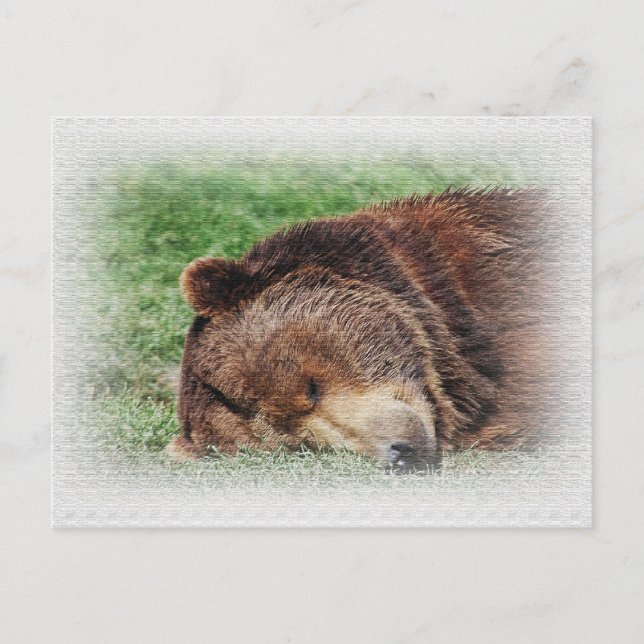 Kodiak Bear Schlafen Postkarte (Vorderseite)