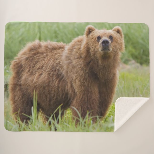 KODIAK BEAR SHERPADECKE (Vorderseite (Horizontal))