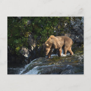 Kodiak-Braunbär auf der Suche nach Lachs Postkarte