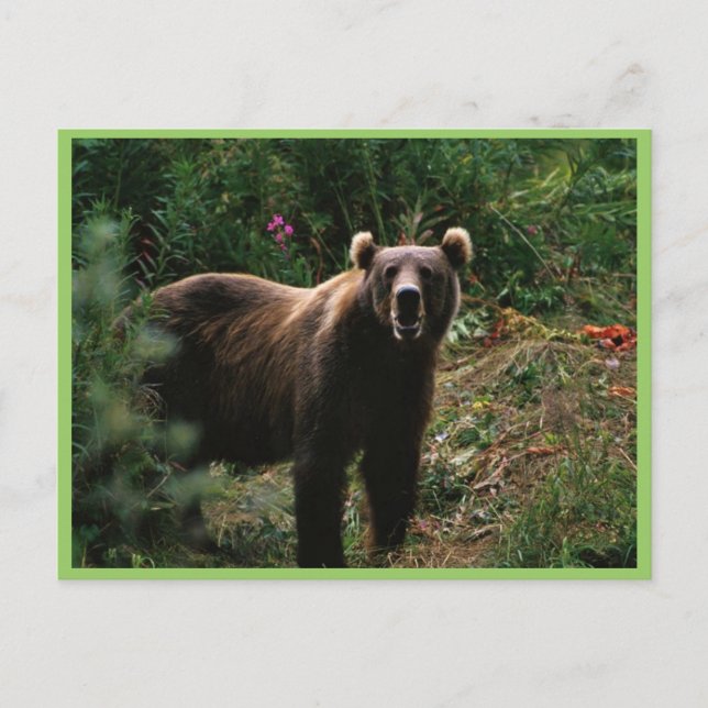 Kodiak Brown Bear Postkarte (Vorderseite)