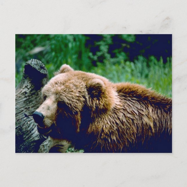 Kodiak Brown Bear Postkarte (Vorderseite)