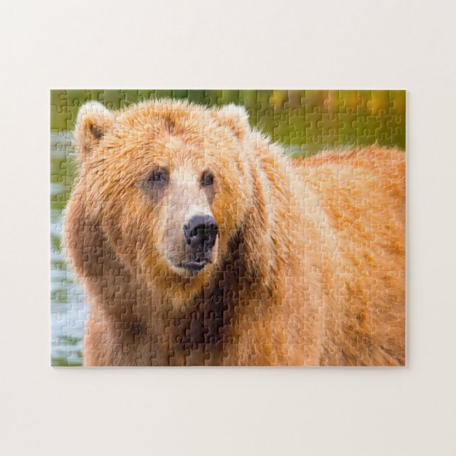 Kodiak Brown Bears. (Horizontal)