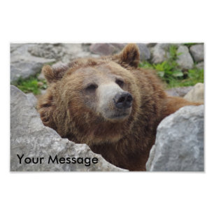Kodiakbär Fotodruck
