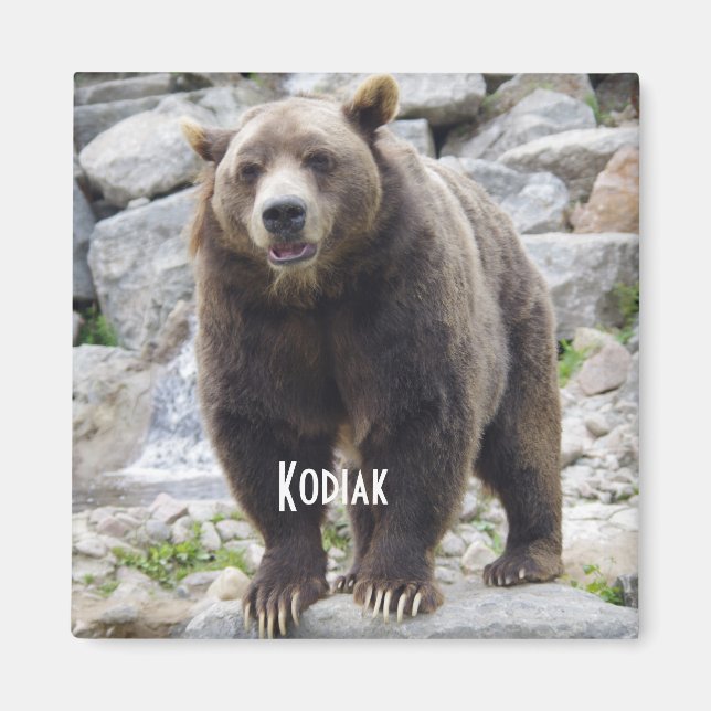 Kodiakbär Magnet (Vorne)