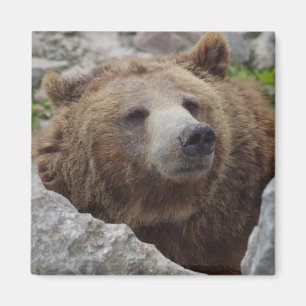 Kodiakbär Magnet