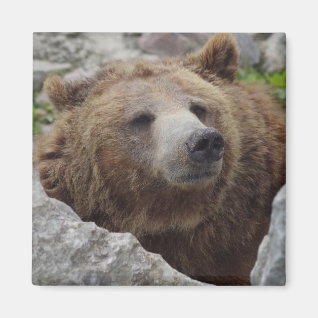 Kodiakbär Magnet (Vorne)