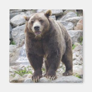 Kodiakbär Magnet