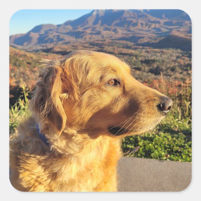 Kody Sticker (Vorderseite)