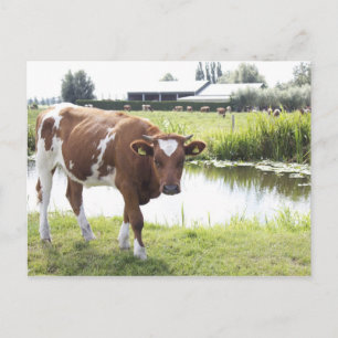 Koe Postkarte