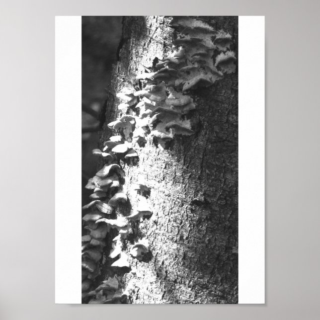 Kofferraum Poster (Vorne)