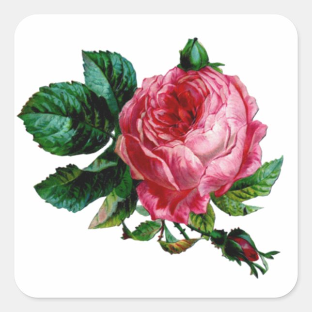 Kohl-Rose-Aufkleber Quadratischer Aufkleber (Vorderseite)