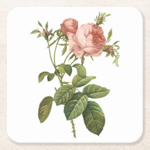 Kohl-Rose (Rosa centifolia foliacea) von Redout Rechteckiger Pappuntersetzer