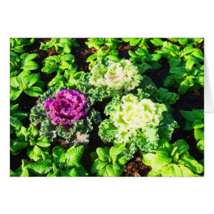 Kohl und Primulas