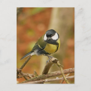 Kohlmeise Postkarte