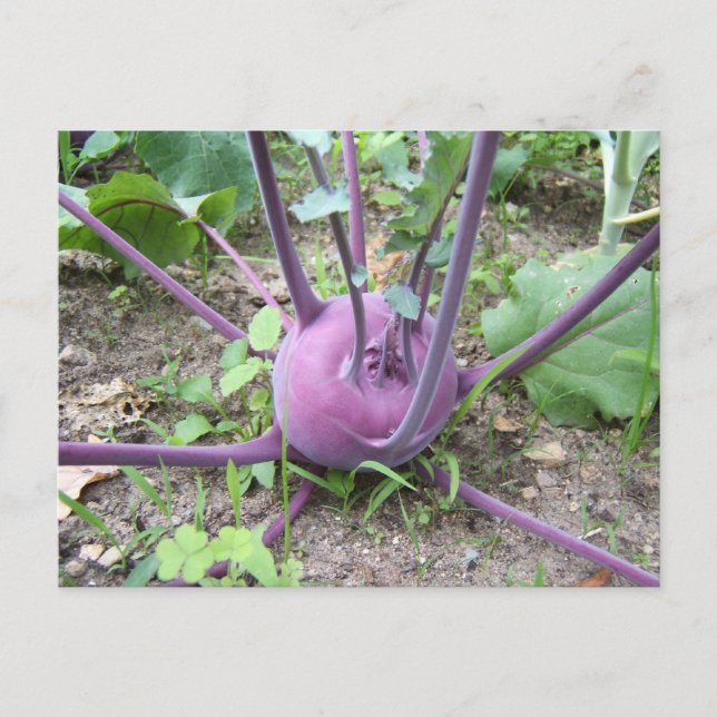 Kohlrabi ~ Postkarte (Vorderseite)