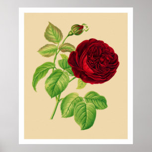 Kohlrose Poster