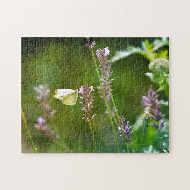 Kohlweißling (Horizontal)