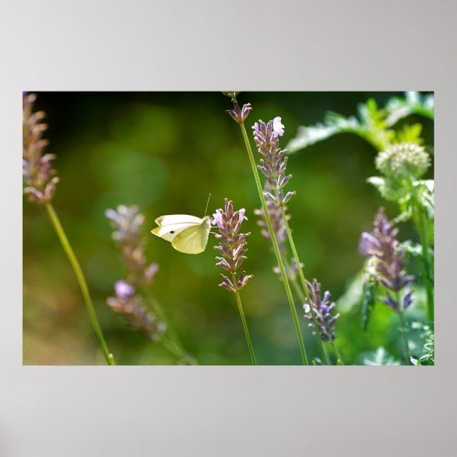 Kohlweißling auf Lavendel Poster (Vorne)