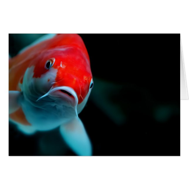 Koi carp (Vorderseite (Horizontal))