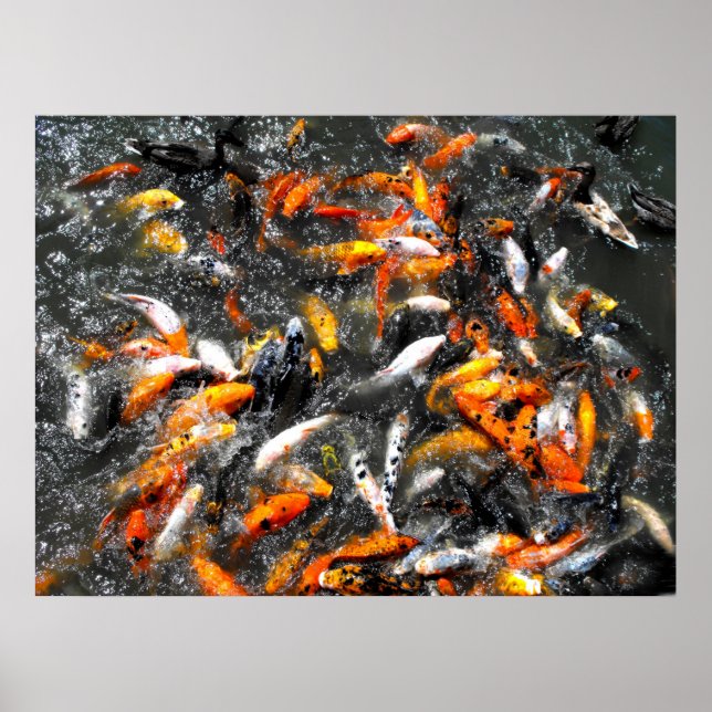 Koi carp fütternd Wahnsinn Poster (Vorne)