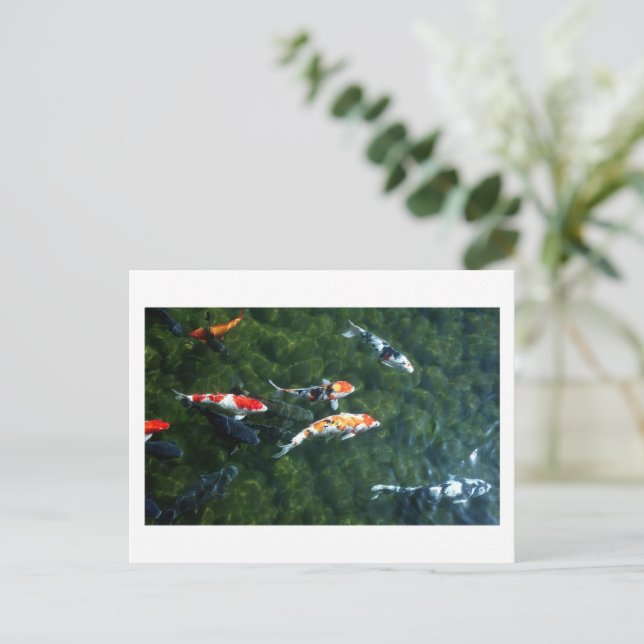 Koi Carp: Japan Postkarte (Stehend Vorderseite)