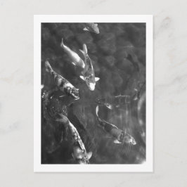 Koi Carp: Japan Postkarte