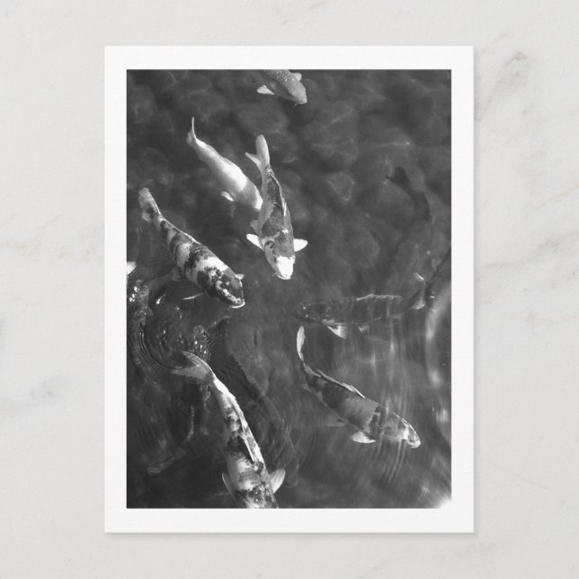 Koi Carp: Japan Postkarte (Vorderseite)