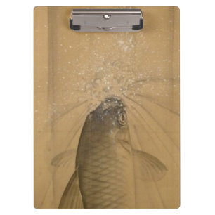Koi Carp (Onishi Chinnen) Klemmbrett