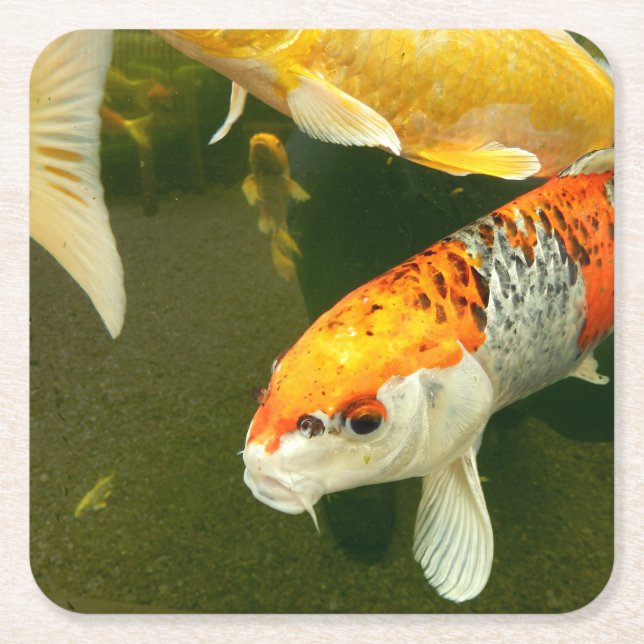 Koi Carp Paper Untersetzer (Vorderseite)
