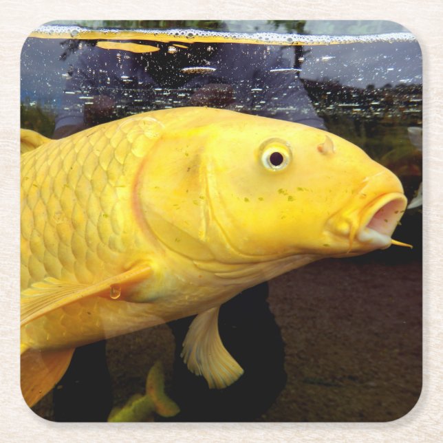 Koi Carp Paper Untersetzer (Vorderseite)