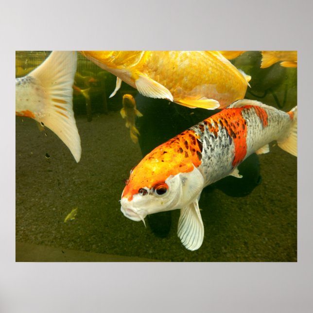 Koi Carp Poster (Vorne)
