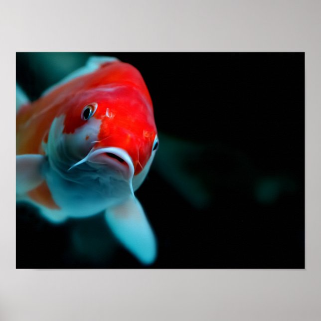 Koi carp poster (Vorne)