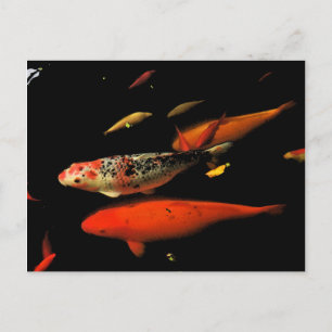 Koi Carp Postkarte