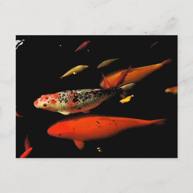 Koi Carp Postkarte (Vorderseite)