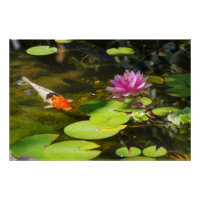 Koi Fisch im Seerosenteich