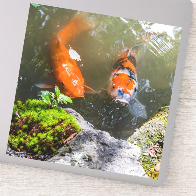 Koi-Fisch in einem Teich Aufkleber (Detail)