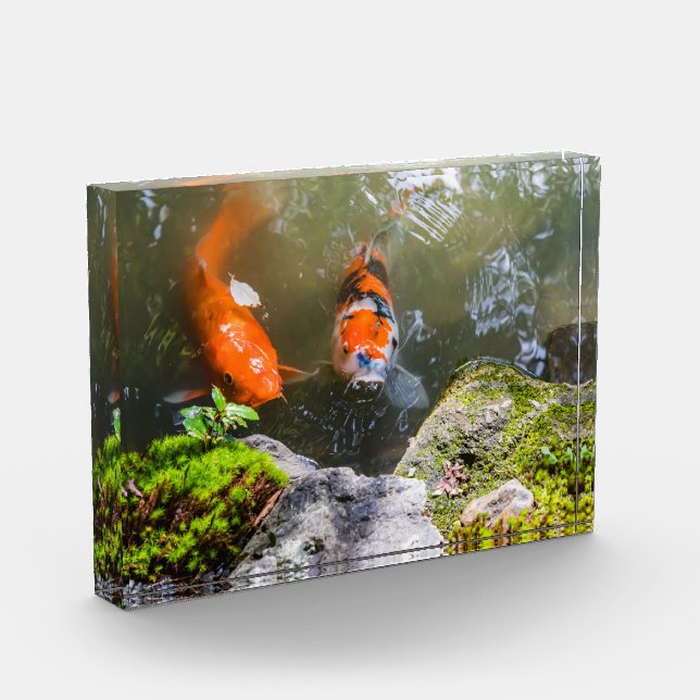 Koi-Fisch in einem Teich Fotoblock (Links)