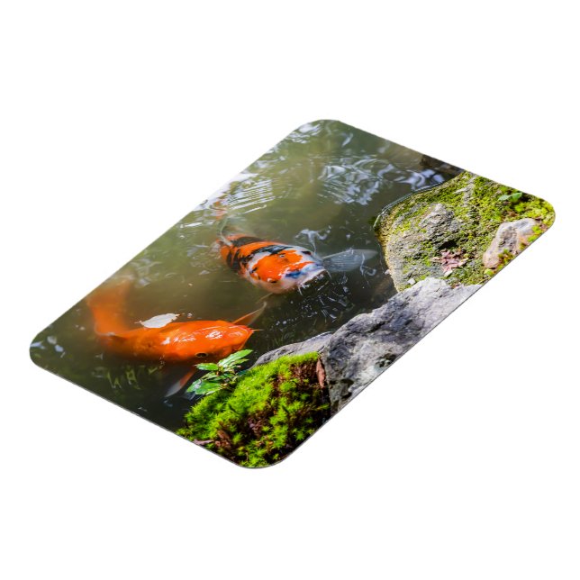 Koi-Fisch in einem Teich Magnet (Linke Seite)