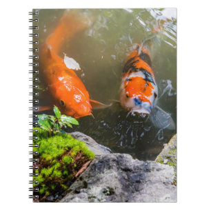 Koi-Fisch in einem Teich Notizblock