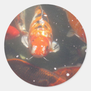 Koi Fische gleiten unter dem ruhigen grünen Wasse Runder Aufkleber