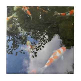 Koi Fische im Garten stauen mit Wasserreflexion Fliese