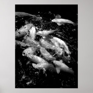 Koi Fische in einer Fütternraserei, Oahu B&W Poster