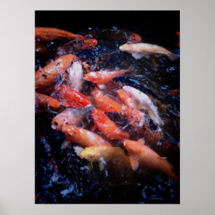 Koi Fische in einer Fütternraserei, Oahu Poster