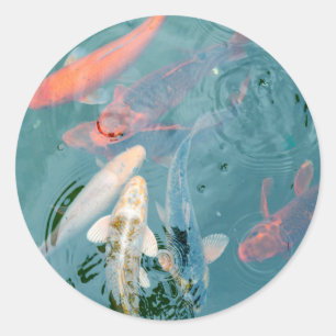 Koi-Fische schwimmen im Teich Runder Aufkleber