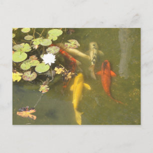 Koi Fish in a Lily pond Postkarte