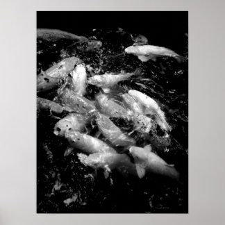 Koi Fish in Fütternd Frenzy, Oahu B&W Poster