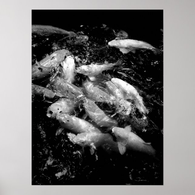 Koi Fish in Fütternd Frenzy, Oahu B&W Poster (Vorne)