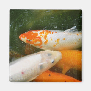 Koi Fish Magnet