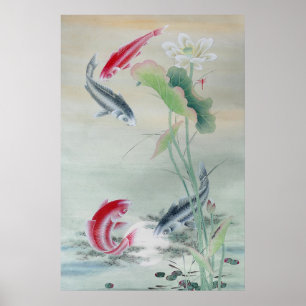 Koi Fish mit Lotus Poster